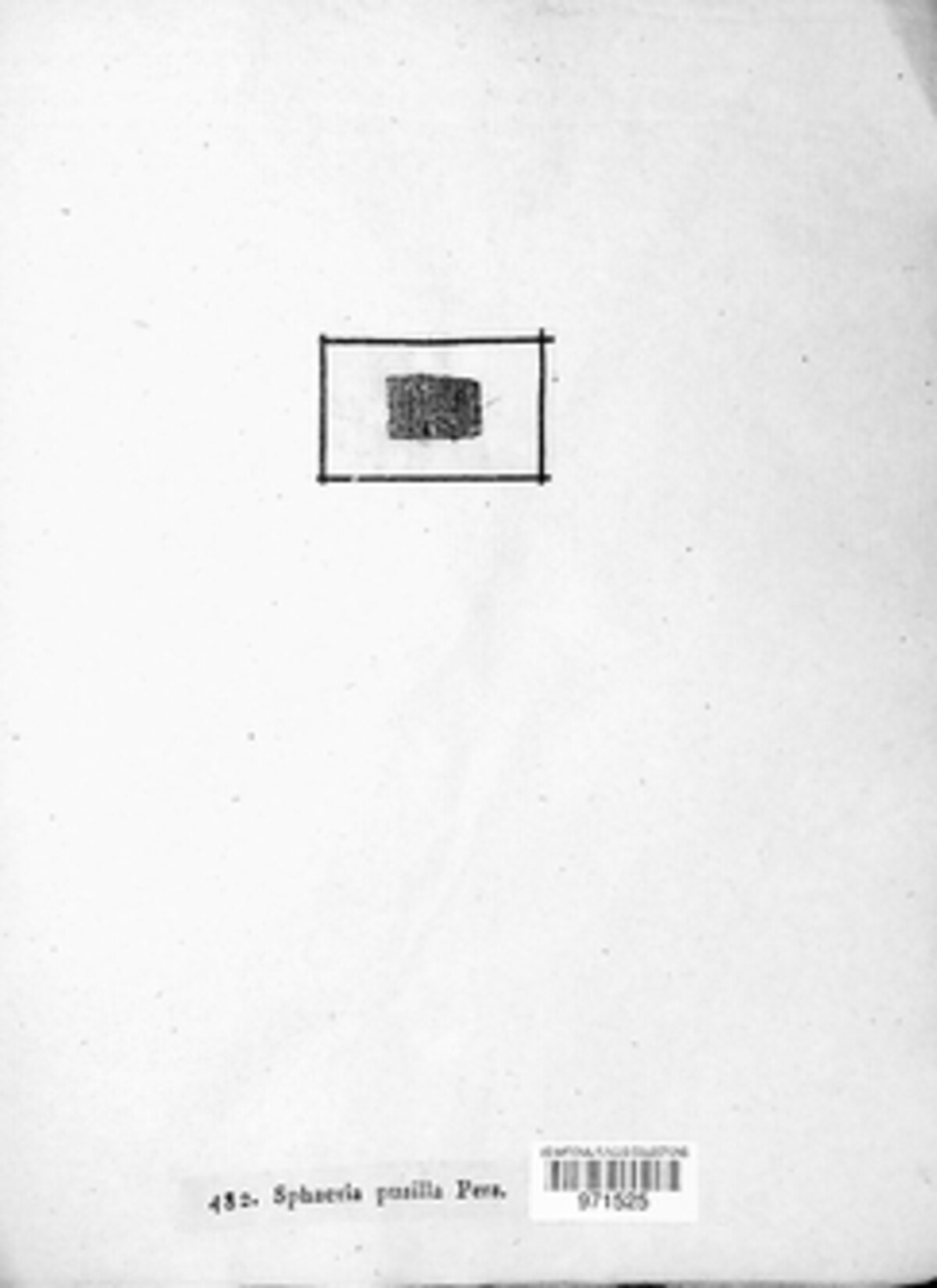 Zignoella seriata image